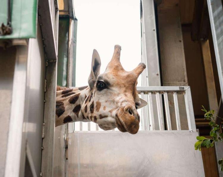 Longleat Safari Park: Meet Stanley the New Nubian Giraffe (2026) - Image